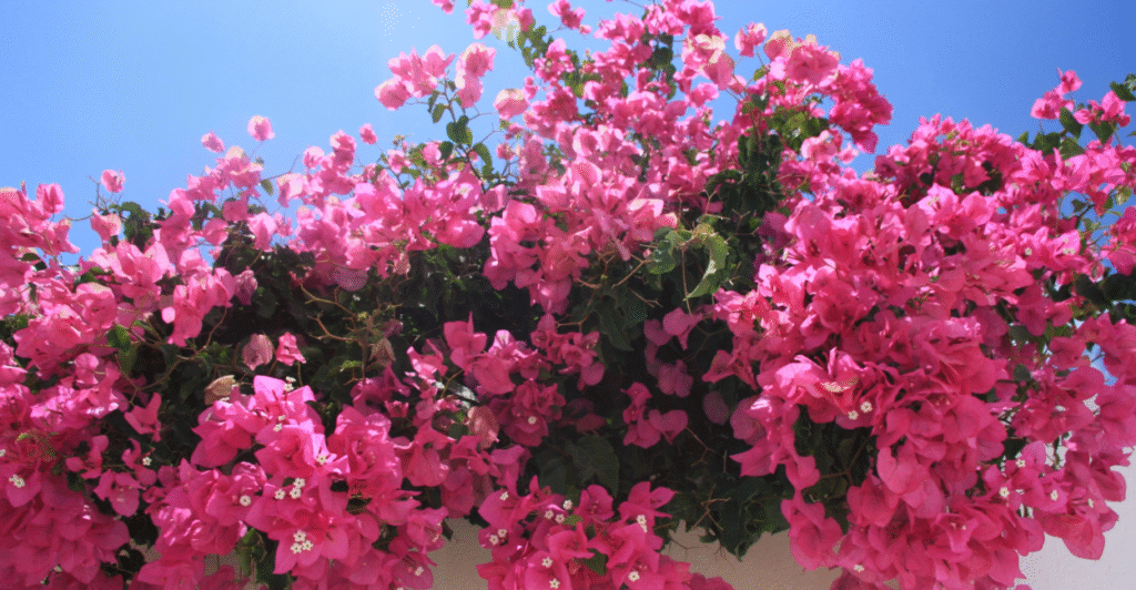 Como cuidar flor primavera