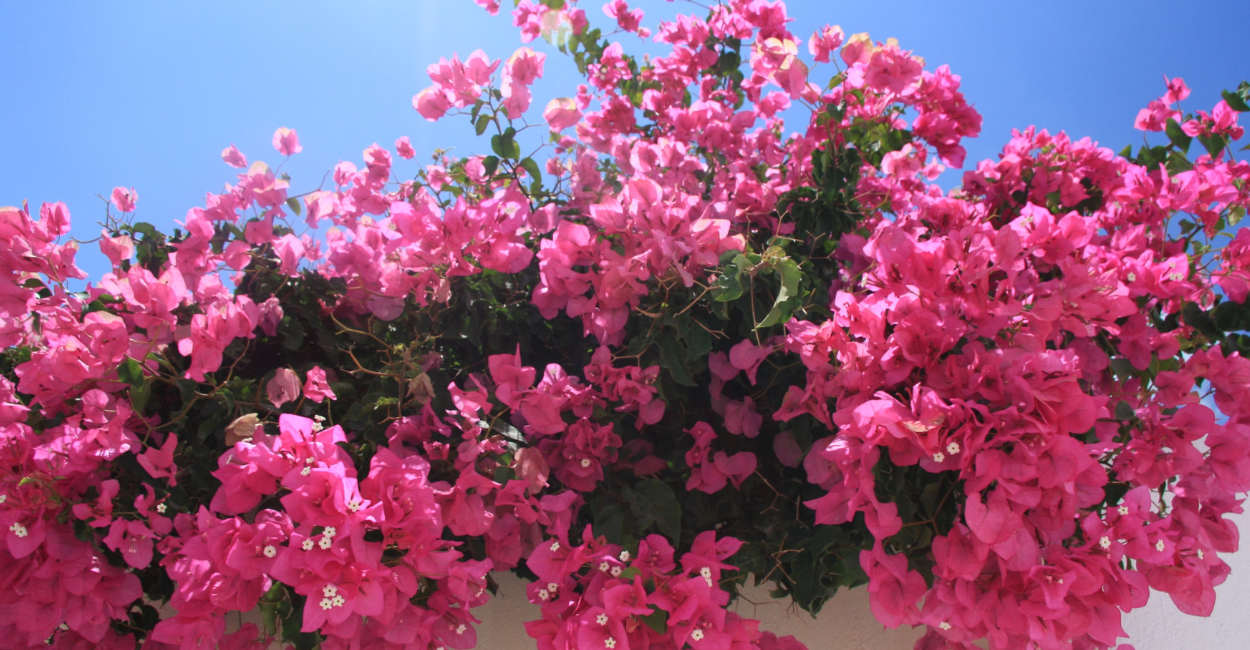 Como cuidar flor primavera