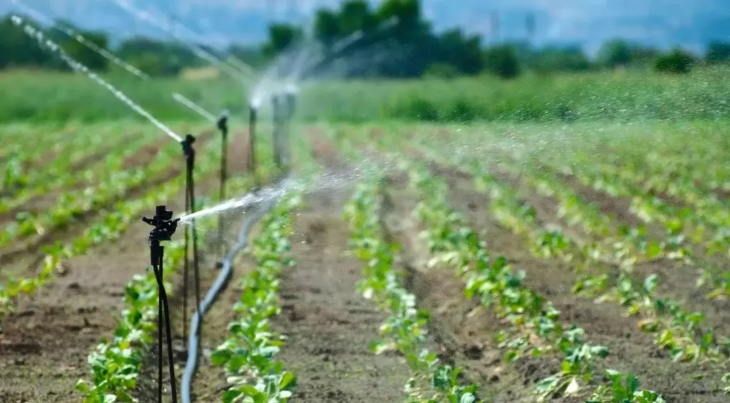 agricultura irrigada