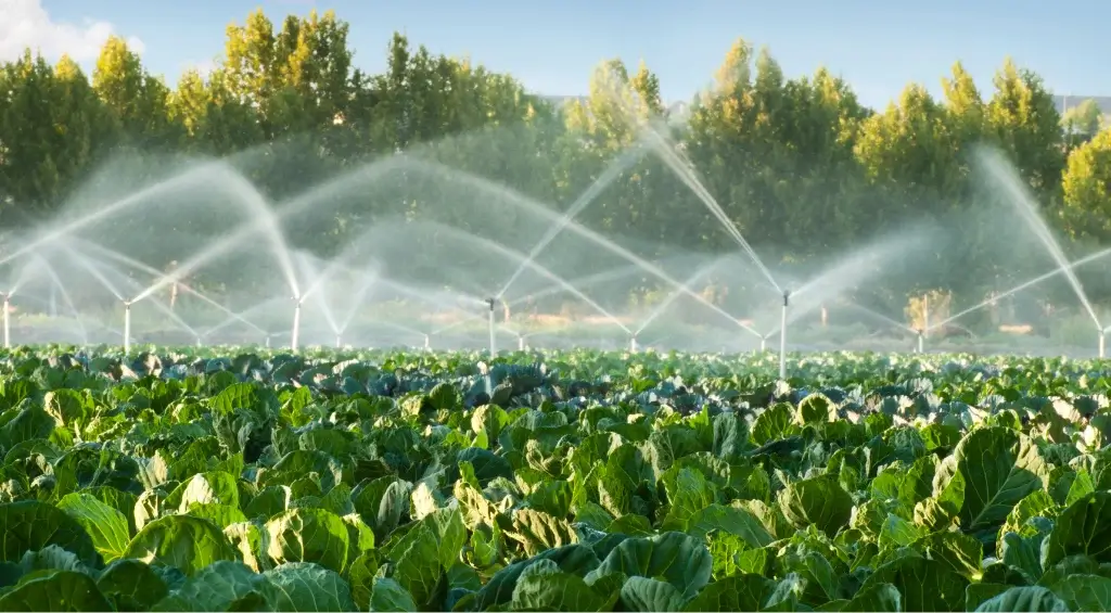 agricultura irrigada
